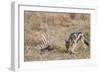 A black-backed jackal (Canis mesomelas) feeding on a carcass, Botswana, Africa-Sergio Pitamitz-Framed Photographic Print