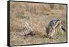 A black-backed jackal (Canis mesomelas) feeding on a carcass, Botswana, Africa-Sergio Pitamitz-Framed Stretched Canvas