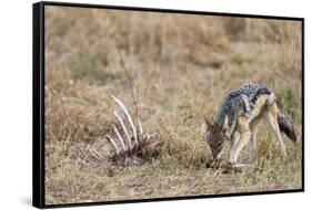 A black-backed jackal (Canis mesomelas) feeding on a carcass, Botswana, Africa-Sergio Pitamitz-Framed Stretched Canvas