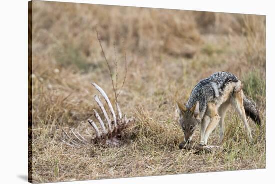 A black-backed jackal (Canis mesomelas) feeding on a carcass, Botswana, Africa-Sergio Pitamitz-Stretched Canvas