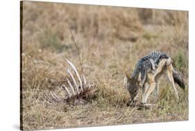 A black-backed jackal (Canis mesomelas) feeding on a carcass, Botswana, Africa-Sergio Pitamitz-Stretched Canvas