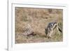 A black-backed jackal (Canis mesomelas) feeding on a carcass, Botswana, Africa-Sergio Pitamitz-Framed Photographic Print