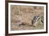 A black-backed jackal (Canis mesomelas) feeding on a carcass, Botswana, Africa-Sergio Pitamitz-Framed Photographic Print