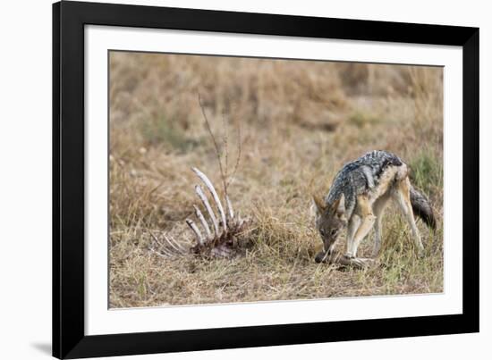 A black-backed jackal (Canis mesomelas) feeding on a carcass, Botswana, Africa-Sergio Pitamitz-Framed Photographic Print