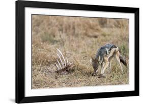 A black-backed jackal (Canis mesomelas) feeding on a carcass, Botswana, Africa-Sergio Pitamitz-Framed Photographic Print