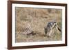 A black-backed jackal (Canis mesomelas) feeding on a carcass, Botswana, Africa-Sergio Pitamitz-Framed Photographic Print