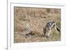 A black-backed jackal (Canis mesomelas) feeding on a carcass, Botswana, Africa-Sergio Pitamitz-Framed Photographic Print