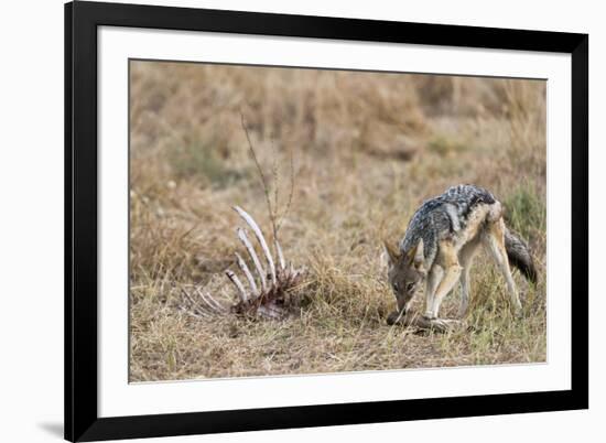 A black-backed jackal (Canis mesomelas) feeding on a carcass, Botswana, Africa-Sergio Pitamitz-Framed Photographic Print