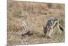 A black-backed jackal (Canis mesomelas) feeding on a carcass, Botswana, Africa-Sergio Pitamitz-Mounted Photographic Print
