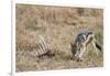 A black-backed jackal (Canis mesomelas) feeding on a carcass, Botswana, Africa-Sergio Pitamitz-Framed Premium Photographic Print