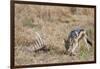 A black-backed jackal (Canis mesomelas) feeding on a carcass, Botswana, Africa-Sergio Pitamitz-Framed Premium Photographic Print