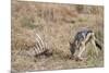 A black-backed jackal (Canis mesomelas) feeding on a carcass, Botswana, Africa-Sergio Pitamitz-Mounted Premium Photographic Print