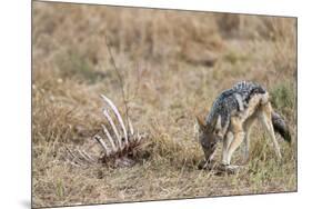 A black-backed jackal (Canis mesomelas) feeding on a carcass, Botswana, Africa-Sergio Pitamitz-Mounted Premium Photographic Print
