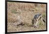 A black-backed jackal (Canis mesomelas) feeding on a carcass, Botswana, Africa-Sergio Pitamitz-Framed Premium Photographic Print