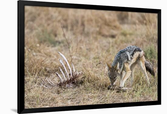 A black-backed jackal (Canis mesomelas) feeding on a carcass, Botswana, Africa-Sergio Pitamitz-Framed Photographic Print