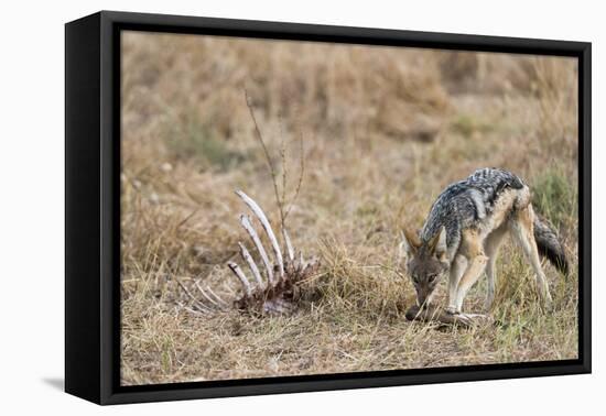 A black-backed jackal (Canis mesomelas) feeding on a carcass, Botswana, Africa-Sergio Pitamitz-Framed Stretched Canvas