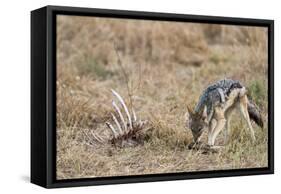 A black-backed jackal (Canis mesomelas) feeding on a carcass, Botswana, Africa-Sergio Pitamitz-Framed Stretched Canvas