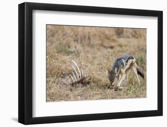 A black-backed jackal (Canis mesomelas) feeding on a carcass, Botswana, Africa-Sergio Pitamitz-Framed Photographic Print