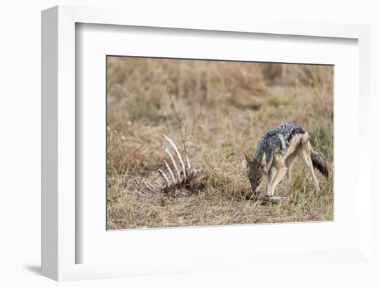 A black-backed jackal (Canis mesomelas) feeding on a carcass, Botswana, Africa-Sergio Pitamitz-Framed Photographic Print