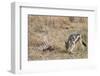 A black-backed jackal (Canis mesomelas) feeding on a carcass, Botswana, Africa-Sergio Pitamitz-Framed Photographic Print