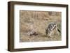 A black-backed jackal (Canis mesomelas) feeding on a carcass, Botswana, Africa-Sergio Pitamitz-Framed Premium Photographic Print