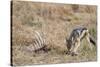 A black-backed jackal (Canis mesomelas) feeding on a carcass, Botswana, Africa-Sergio Pitamitz-Stretched Canvas