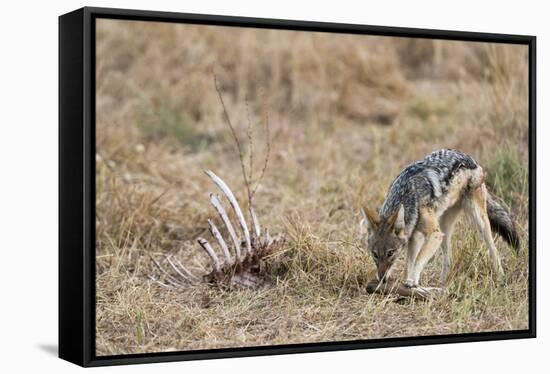 A black-backed jackal (Canis mesomelas) feeding on a carcass, Botswana, Africa-Sergio Pitamitz-Framed Stretched Canvas