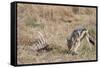 A black-backed jackal (Canis mesomelas) feeding on a carcass, Botswana, Africa-Sergio Pitamitz-Framed Stretched Canvas