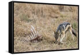 A black-backed jackal (Canis mesomelas) feeding on a carcass, Botswana, Africa-Sergio Pitamitz-Framed Stretched Canvas