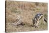 A black-backed jackal (Canis mesomelas) feeding on a carcass, Botswana, Africa-Sergio Pitamitz-Stretched Canvas