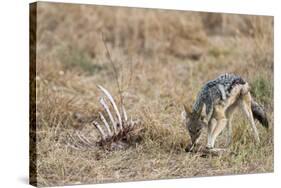 A black-backed jackal (Canis mesomelas) feeding on a carcass, Botswana, Africa-Sergio Pitamitz-Stretched Canvas