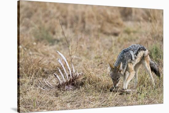 A black-backed jackal (Canis mesomelas) feeding on a carcass, Botswana, Africa-Sergio Pitamitz-Stretched Canvas