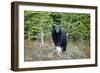 A Black Bears, Forages for Greens in Spring in the Mountains of B.C.-Richard Wright-Framed Photographic Print