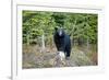 A Black Bears, Forages for Greens in Spring in the Mountains of B.C.-Richard Wright-Framed Photographic Print