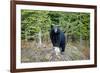 A Black Bears, Forages for Greens in Spring in the Mountains of B.C.-Richard Wright-Framed Photographic Print