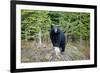 A Black Bears, Forages for Greens in Spring in the Mountains of B.C.-Richard Wright-Framed Photographic Print