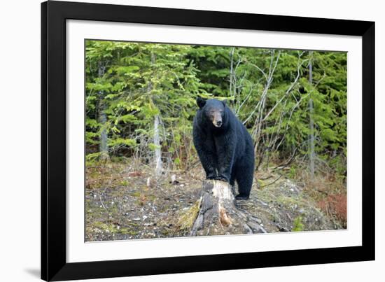 A Black Bears, Forages for Greens in Spring in the Mountains of B.C.-Richard Wright-Framed Photographic Print