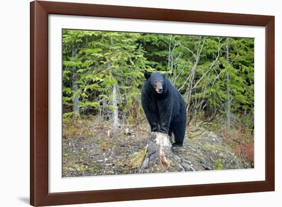 A Black Bears, Forages for Greens in Spring in the Mountains of B.C.-Richard Wright-Framed Photographic Print