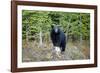 A Black Bears, Forages for Greens in Spring in the Mountains of B.C.-Richard Wright-Framed Photographic Print