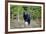 A Black Bears, Forages for Greens in Spring in the Mountains of B.C.-Richard Wright-Framed Photographic Print