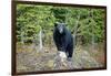 A Black Bears, Forages for Greens in Spring in the Mountains of B.C.-Richard Wright-Framed Photographic Print