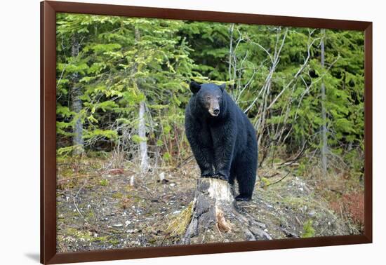 A Black Bears, Forages for Greens in Spring in the Mountains of B.C.-Richard Wright-Framed Photographic Print