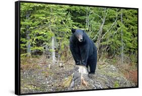 A Black Bears, Forages for Greens in Spring in the Mountains of B.C.-Richard Wright-Framed Stretched Canvas