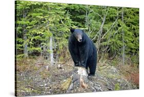 A Black Bears, Forages for Greens in Spring in the Mountains of B.C.-Richard Wright-Stretched Canvas