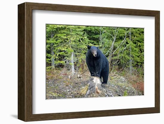 A Black Bears, Forages for Greens in Spring in the Mountains of B.C.-Richard Wright-Framed Photographic Print