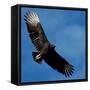 A Black Buzzard Flies Off-null-Framed Stretched Canvas