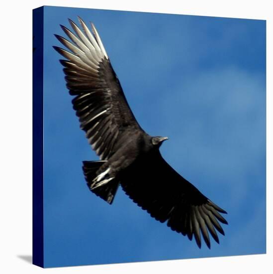 A Black Buzzard Flies Off-null-Stretched Canvas