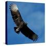 A Black Buzzard Flies Off-null-Stretched Canvas