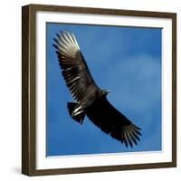 A Black Buzzard Flies Off-null-Framed Photographic Print