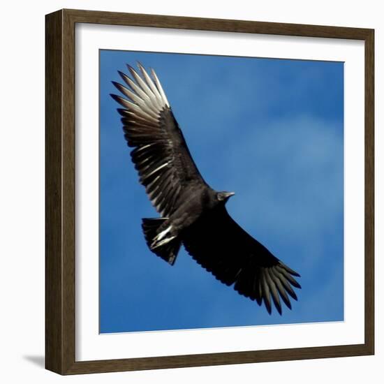 A Black Buzzard Flies Off-null-Framed Photographic Print
